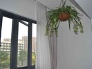 一手房现房,无营业税,不限购,不限贷